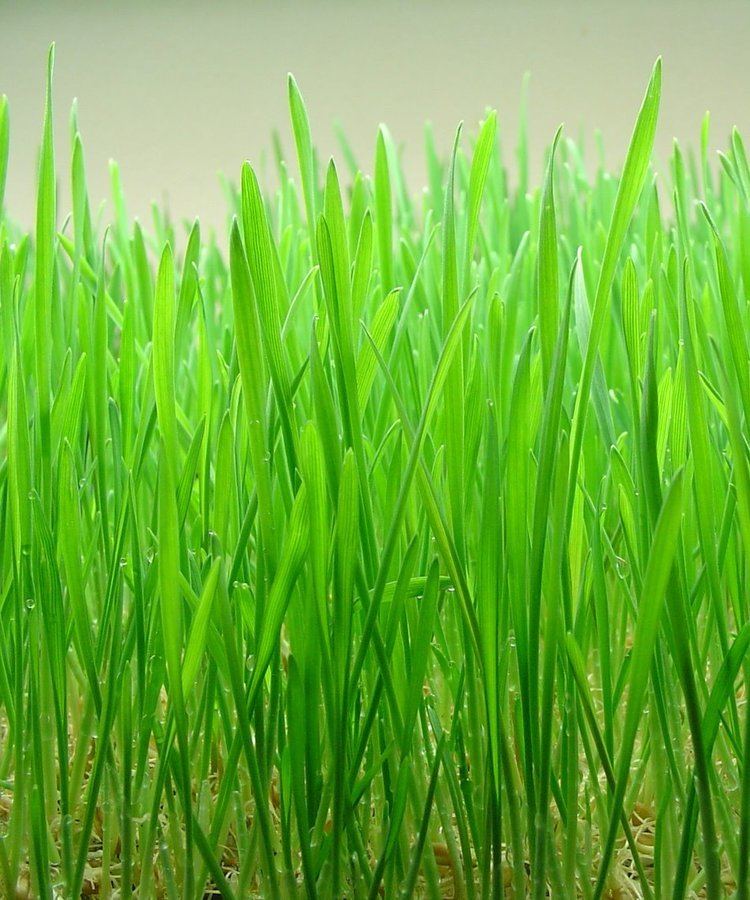 Wheatgrass httpsuploadwikimediaorgwikipediacommons66