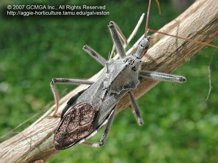 Wheel bug Beneficial insects in the garden 09 Wheel Bug Arilus cristatus