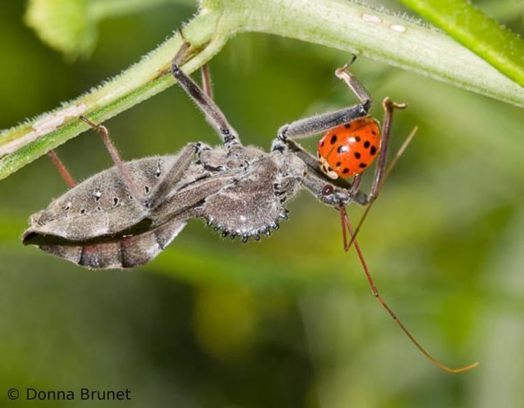Wheel bug Wheel Bug MDC Discover Nature