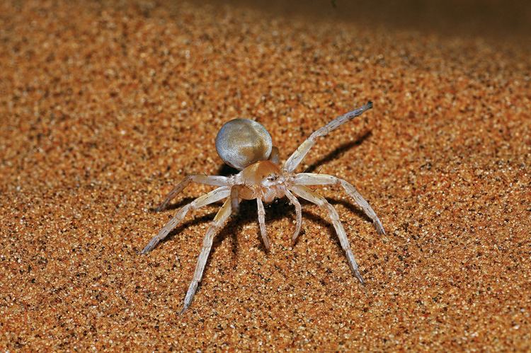 Wheel spider Namib desert spiders a photo essay Travel News Namibia