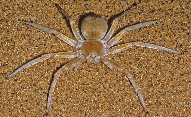 Wheel spider wwwbiodiversityexplorerorgarachnidsspidersspa