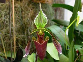 Wheeler-Thanhauser Orchid Collection and Species Bank httpsuploadwikimediaorgwikipediacommonsthu