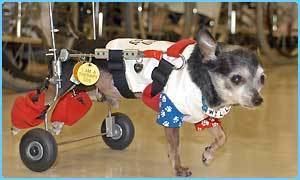 Wheely Willy CBBC Newsround ANIMALS US Chihuahua wows Japanese crowds