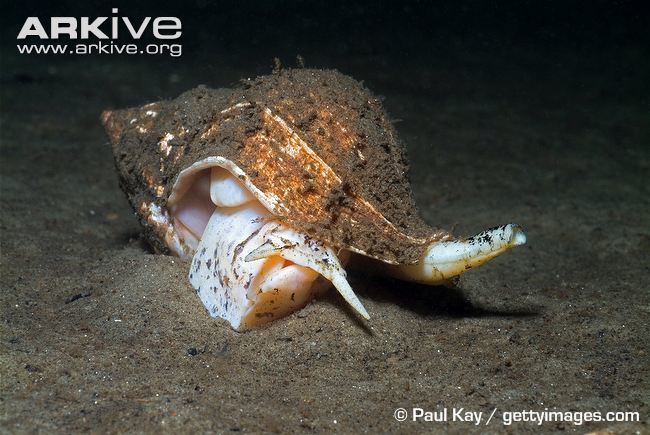 Whelk Common whelk videos photos and facts Buccinum undatum ARKive
