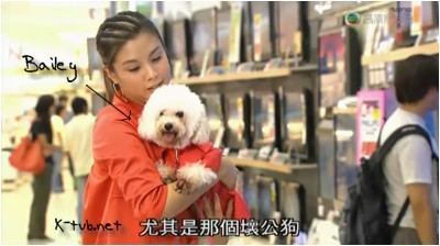 When a Dog Loves a Cat When a Dog Loves a Cat Favourite Pet K for TVB