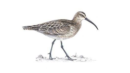 Whimbrel The RSPB Whimbrel