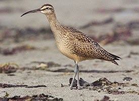 Whimbrel Whimbrel Identification All About Birds Cornell Lab of Ornithology