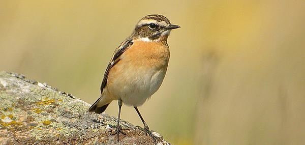 Whinchat The Wildlife Trusts