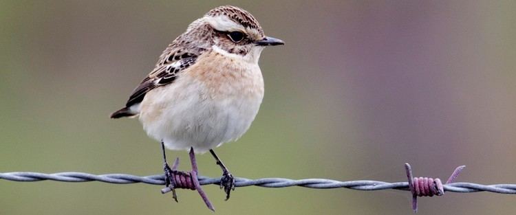 Whinchat The RSPB Whinchat