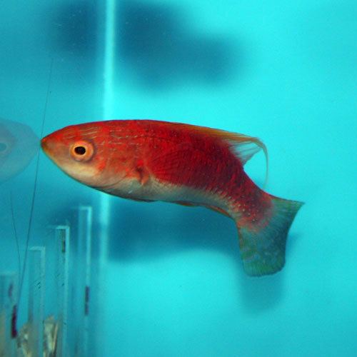 Whip-fin wrasse wwwthatpetplacecom248016jpg