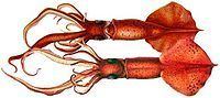 Whip-lash squid httpsuploadwikimediaorgwikipediacommonsthu