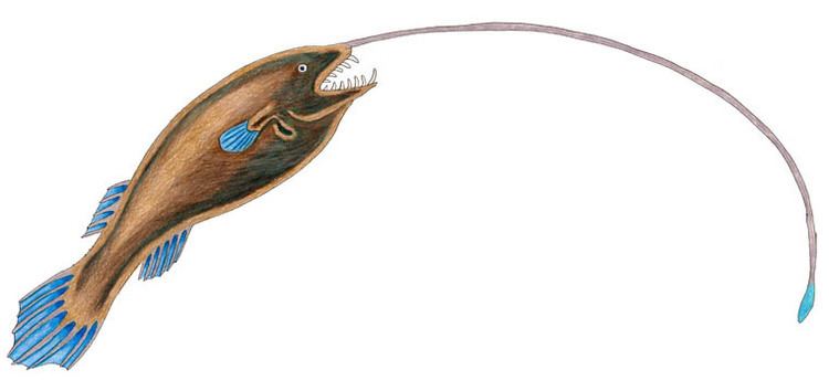 Whipnose angler Nocturnal Sea John Meszaros Illustrations Gigantactinidae