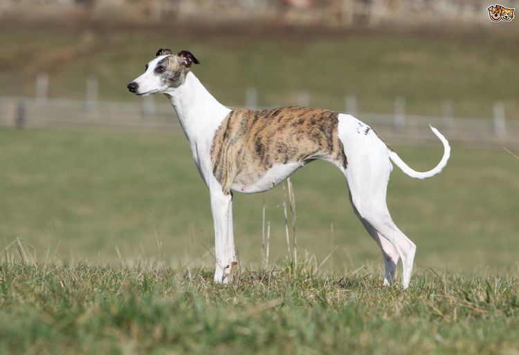 Pets4homes whippet hot sale