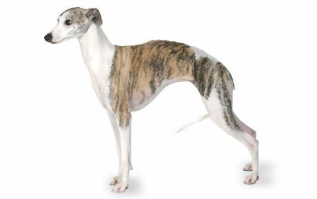 Whippet Whippet Dog Breed Information Pictures Characteristics amp Facts