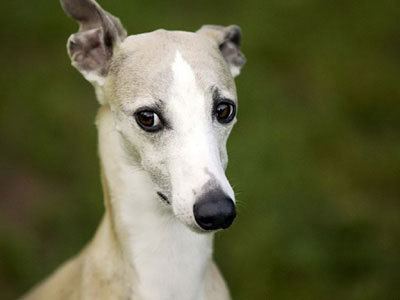 Whippet Whippet Breed Information Characteristics Puppy Names