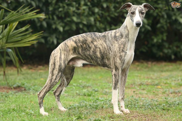 Whippet Whippet Dog Breed Information Facts Photos Care Pets4Homes
