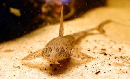 Whiptail catfish httpsstatic1squarespacecomstatic56cc4852356