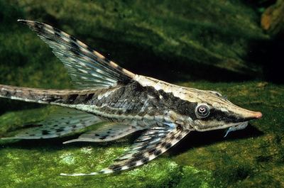 Whiptail catfish The Weird and Wonderful World of Whiptails Full Article Details