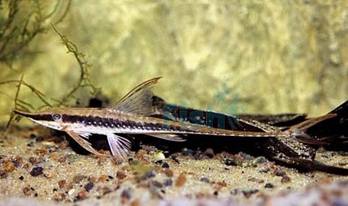 Whiptail catfish Whiptail Catfish