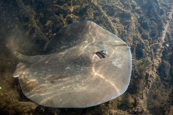 Whiptail stingray Caribbean Whipray Pictures images of Himantura schmardae aka