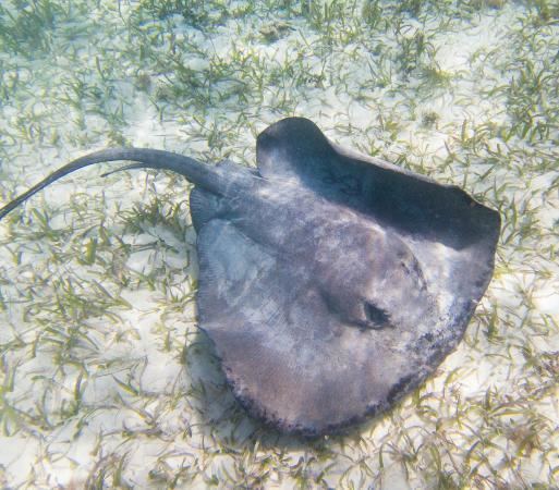 Whiptail stingray HUGE whiptail stingray this was the biggest ray i saw my entire