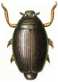 Whirligig beetle httpsuploadwikimediaorgwikipediacommonsthu