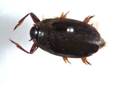 Whirligig beetle Whirligig Beetle Australian Museum