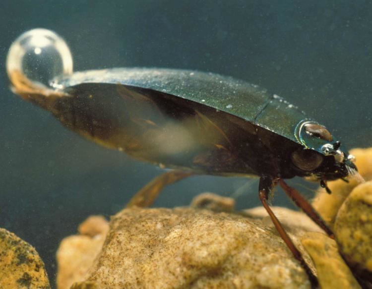 Whirligig beetle Whirligig Beetles MDC Discover Nature