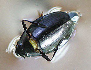 Whirligig beetle Beetle