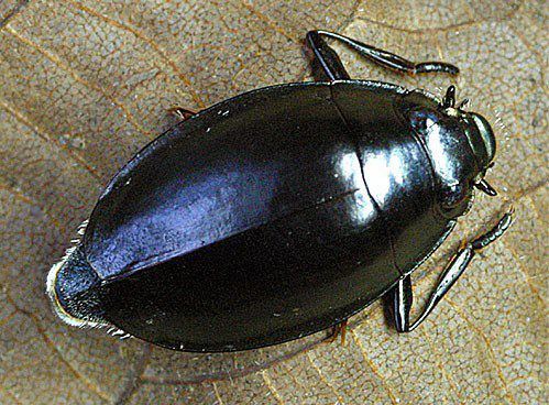 Whirligig beetle Whirligigs Beetles