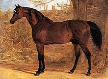 Whisker (horse) httpsuploadwikimediaorgwikipediacommonsthu