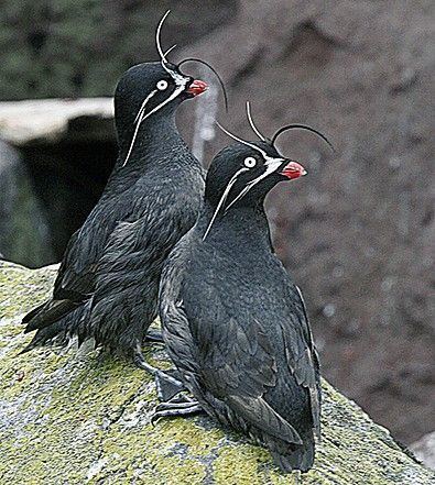 Whiskered auklet The cute Whiskered Auklet is restricted to remote islands in the