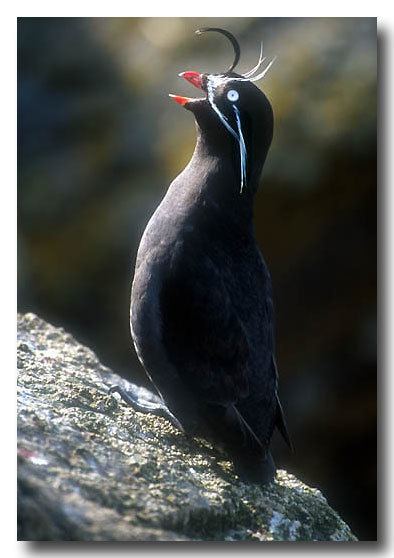 Whiskered auklet Seabirds Foragefish and Marine Ecosystems Research Picture of the