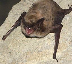 Whiskered bat Conservation of Irish Habitats and Species