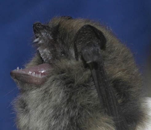 Whiskered bat Whiskered Bat