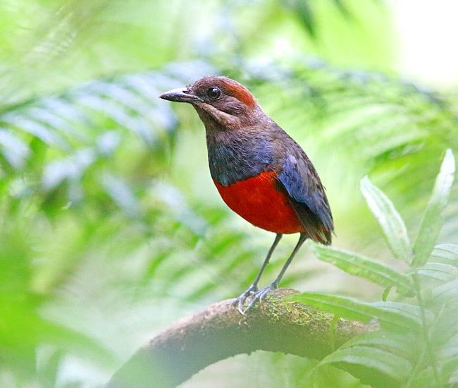 Whiskered pitta Surfbirds Online Photo Gallery Search Results