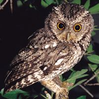 Whiskered screech owl wwwowlpagescomowlsspeciesimageswhiskeredscr