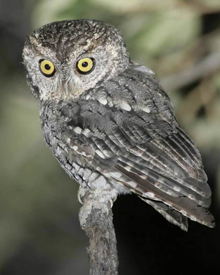 Whiskered screech owl Whiskered ScreechOwl Audubon Field Guide