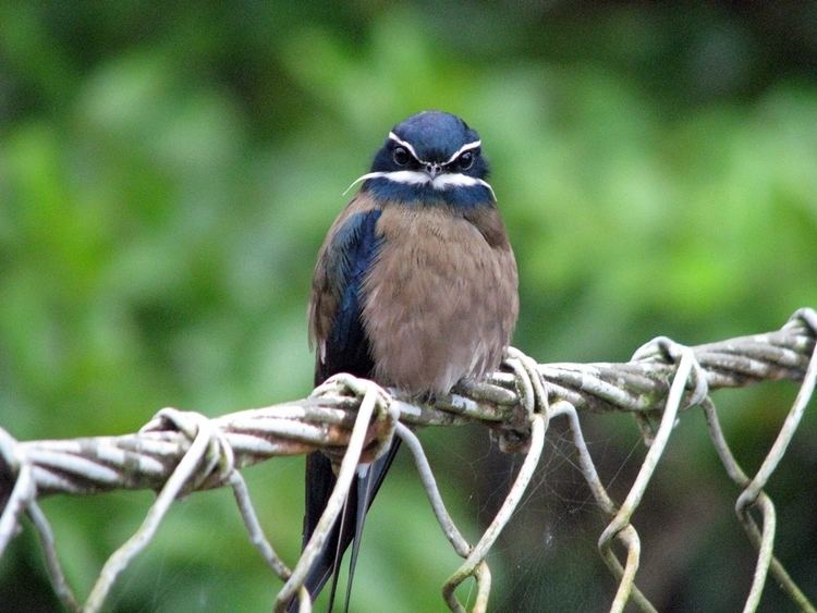Whiskered treeswift whiskered treeswift bird pictures