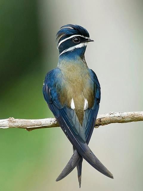 Whiskered treeswift 1000 images about Treeswift Treeswifts bird whiskered grey