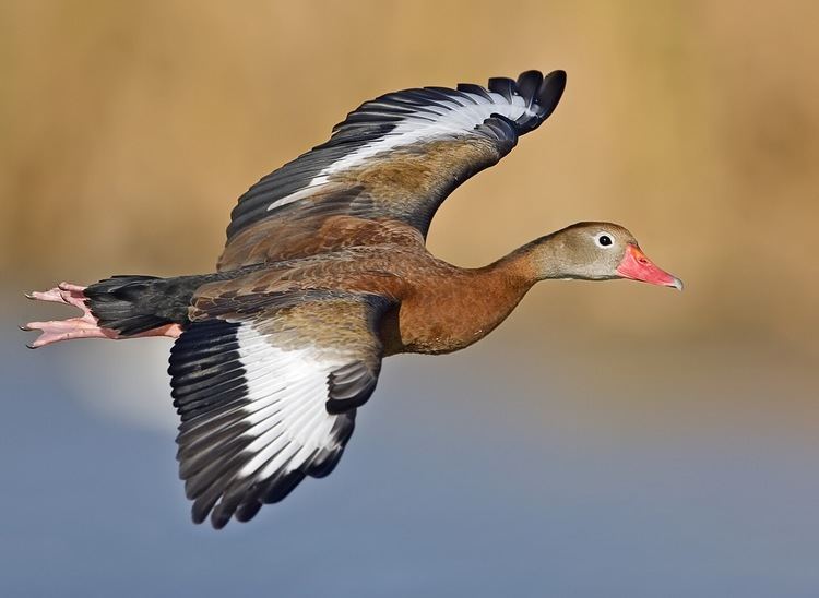 Whistling duck Whistling duck Wikipedia