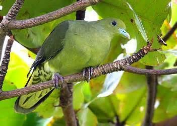 Whistling green pigeon More on Treron formosae Whistling Green Pigeon