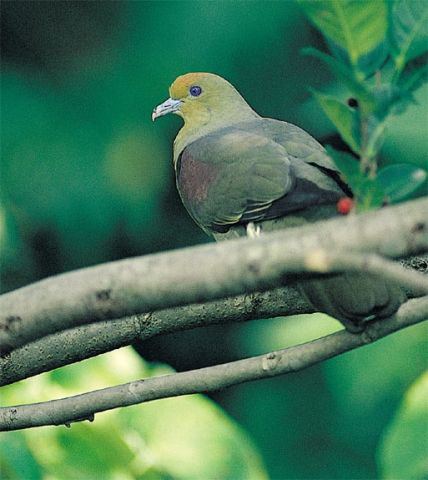 Whistling green pigeon Birding In Taiwan Whistling GreenPigeon