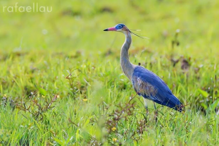 Whistling heron Xenornis Whistling Heron a report by Rafael Lau