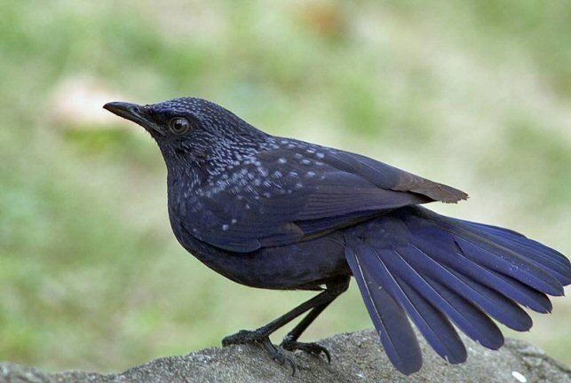 Whistling thrush Mangoverde World Bird Guide Photo Page Blue WhistlingThrush