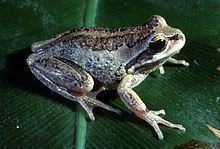 Whistling tree frog httpsuploadwikimediaorgwikipediacommonsthu