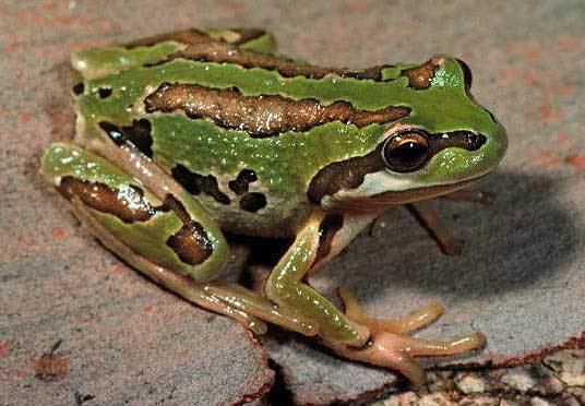 Whistling tree frog Museum Victoria edonline Bioinformatics Victorian Frog Database