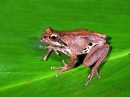 Whistling tree frog Wildthings Verreaux39s Frog or Whistling Tree Frog