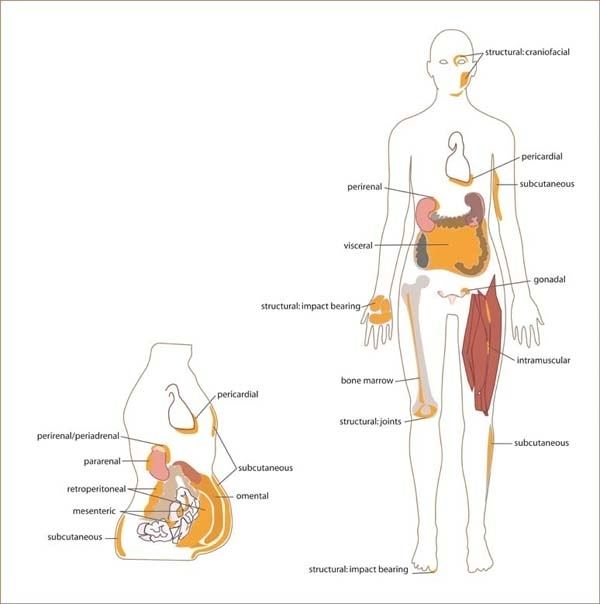 White adipose tissue