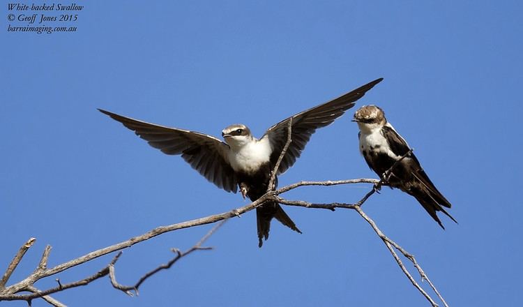 White-backed swallow Whitebacked Swallow Cheramoeca leucosterna Barraimaging